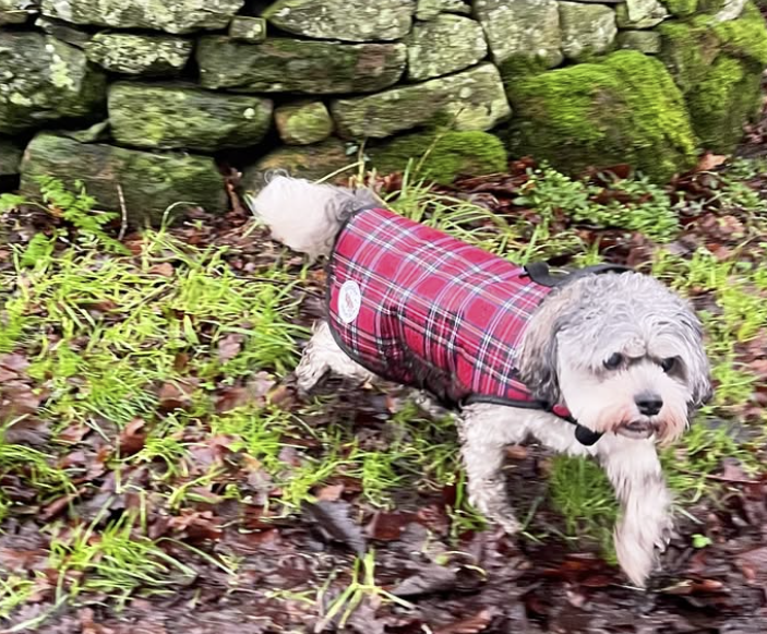 Put to the test: How we proved Doggy Armour is the best protective dog coat