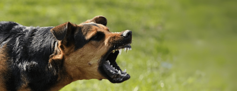 Essential Tips for Keeping Your Dog Safe on Walks