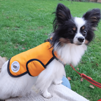 XXSmall - Marigold - Protective Dog Coat - Armoured Bite Resistant Dog Coat