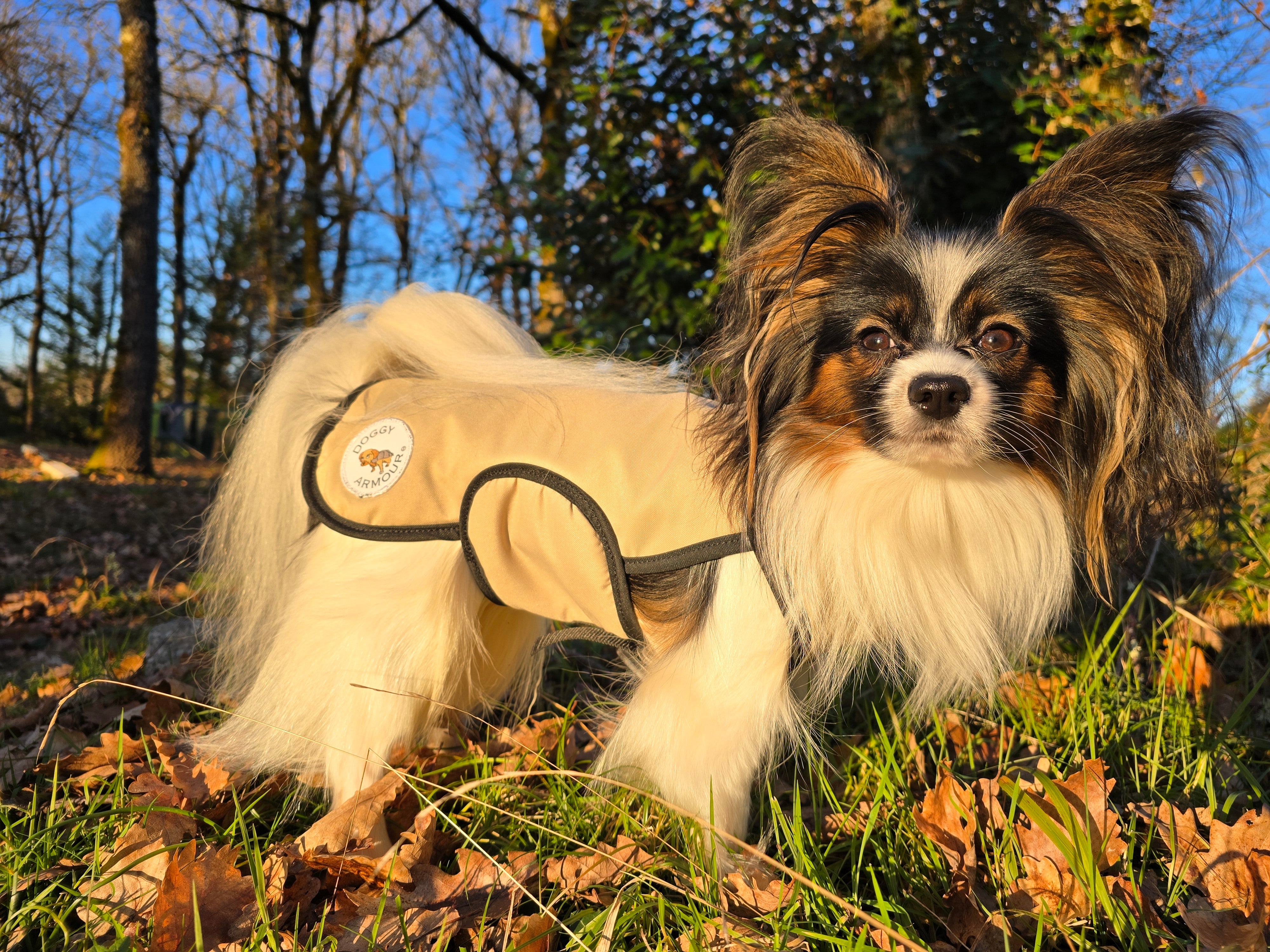 Small dog in a beige coat standing in a park with trees and grass.