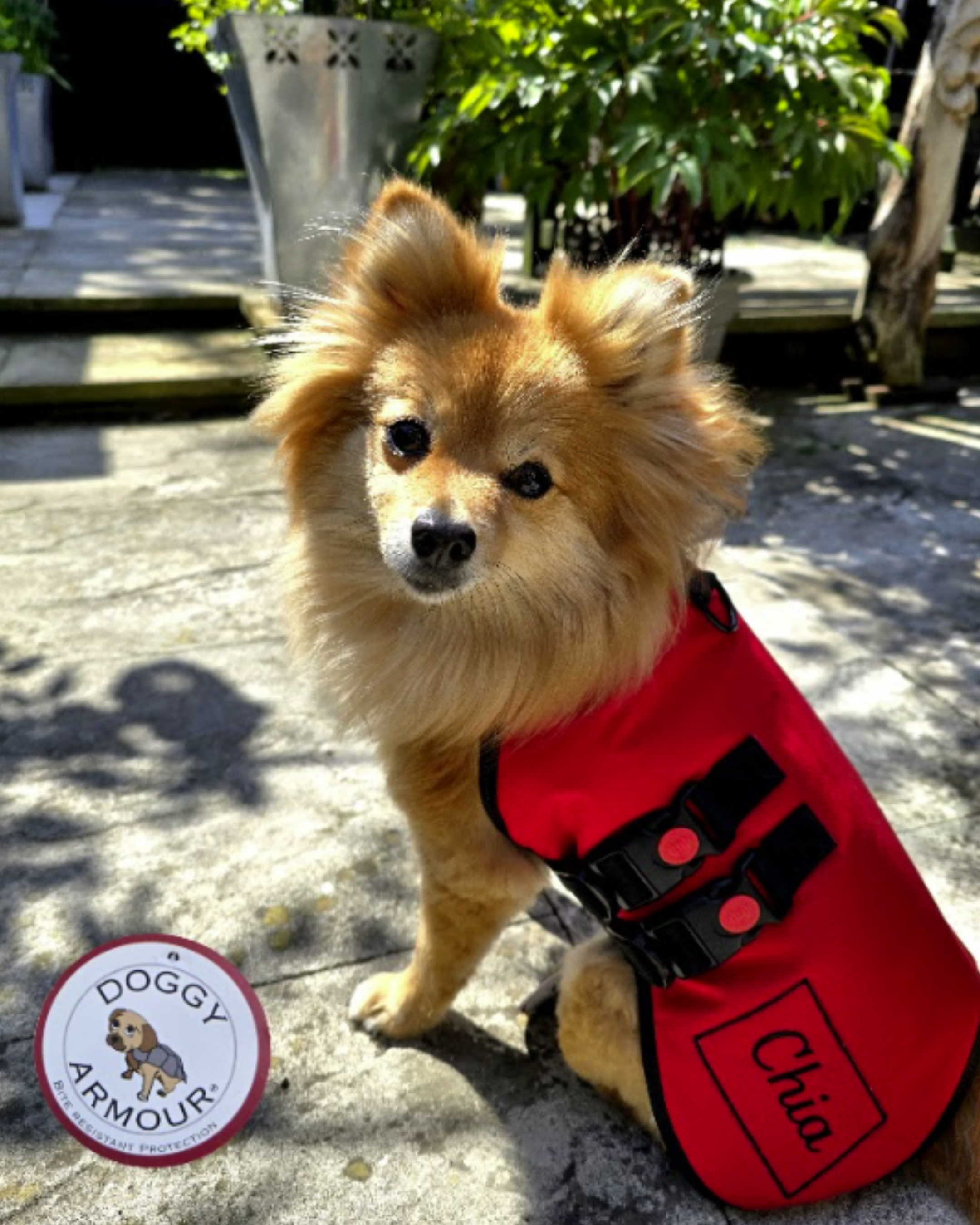 Made to Order Collection - Armoured Bite Resistant Dog Coat