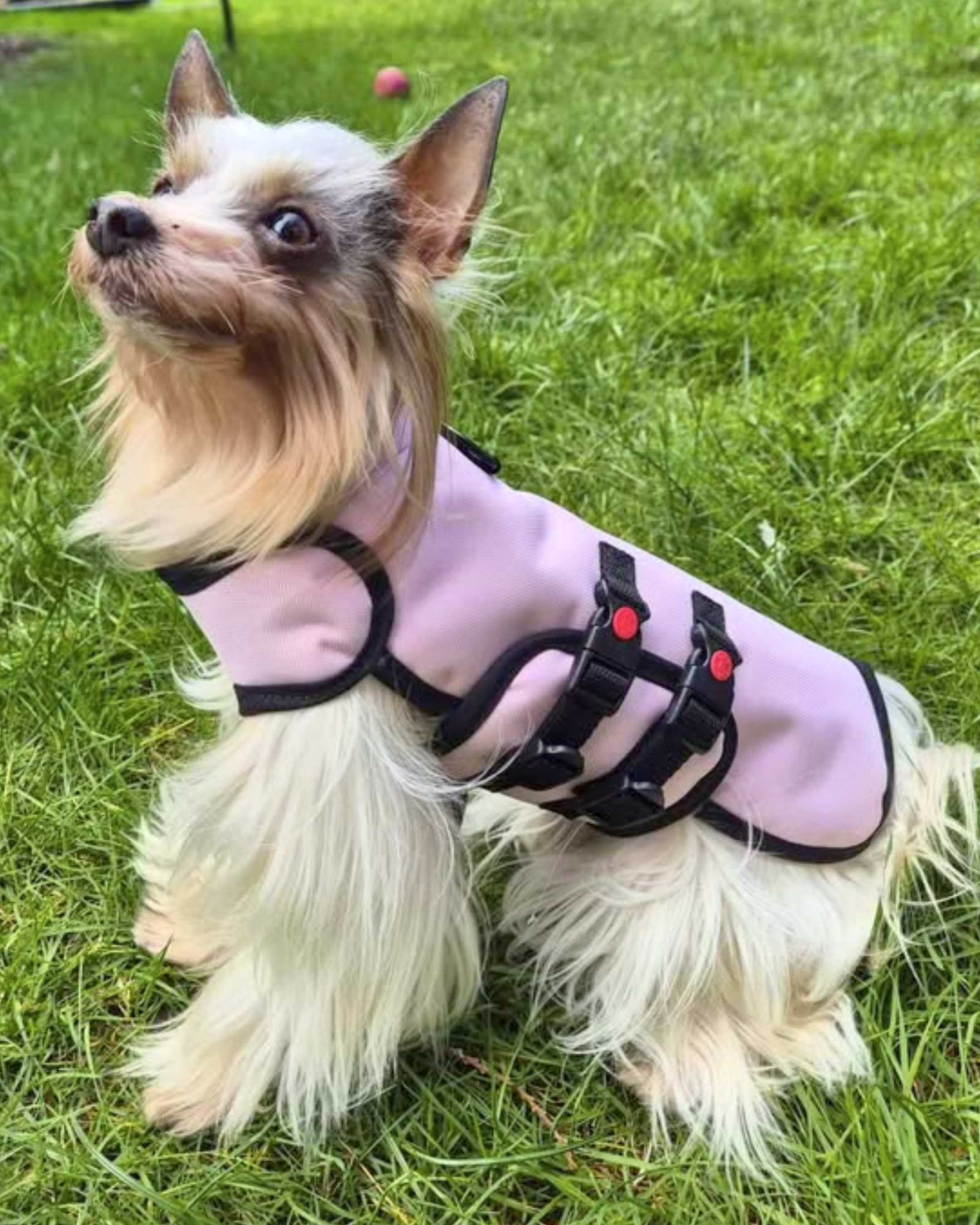Made to Order Collection - Armoured Bite Resistant Dog Coat