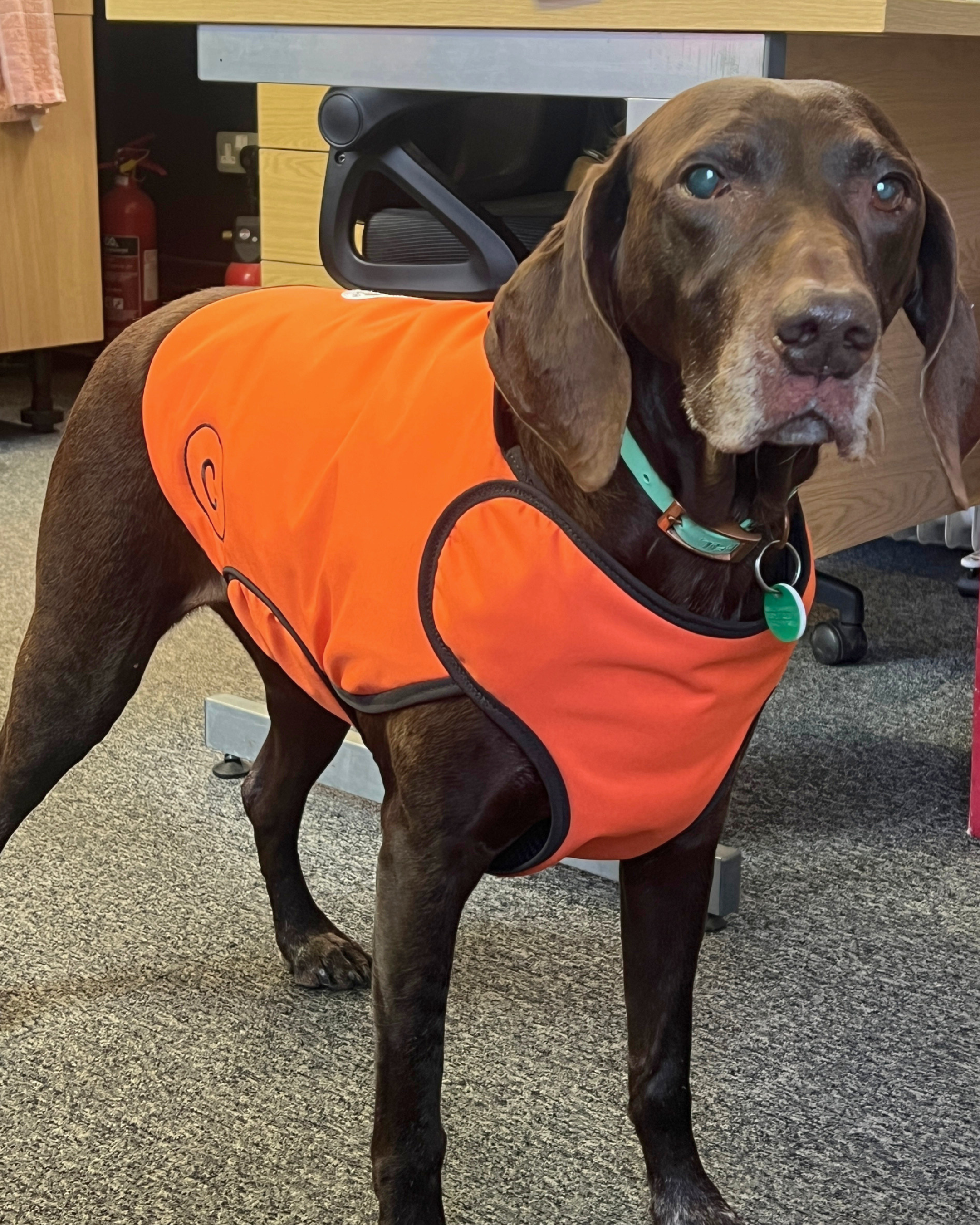 Made to Order Collection - Armoured Bite Resistant Dog Coat
