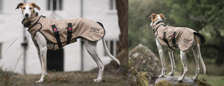 Two images of a dog wearing a beige raincoat in outdoor settings.