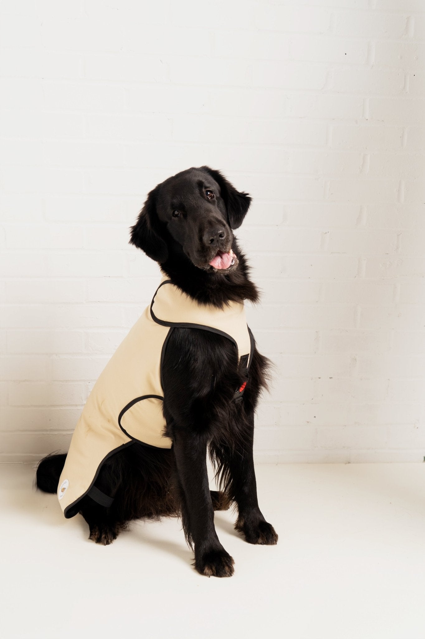 Champagne Protective Dog Coat - Armoured Bite Resistant Dog Coat