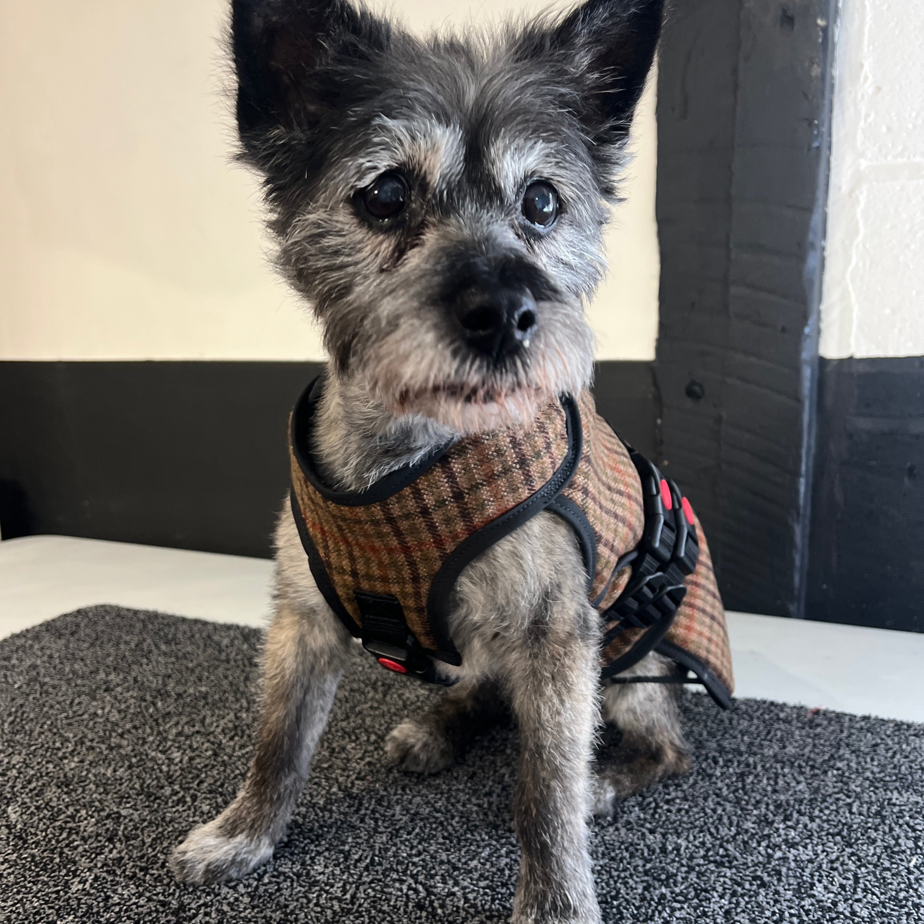 Medium - Gunclub Tweed - Protective Dog Coat - Armoured Bite Resistant Dog Coat