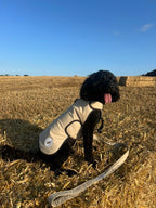 Champagne Protective Dog Coat - Armoured Bite Resistant Dog Coat