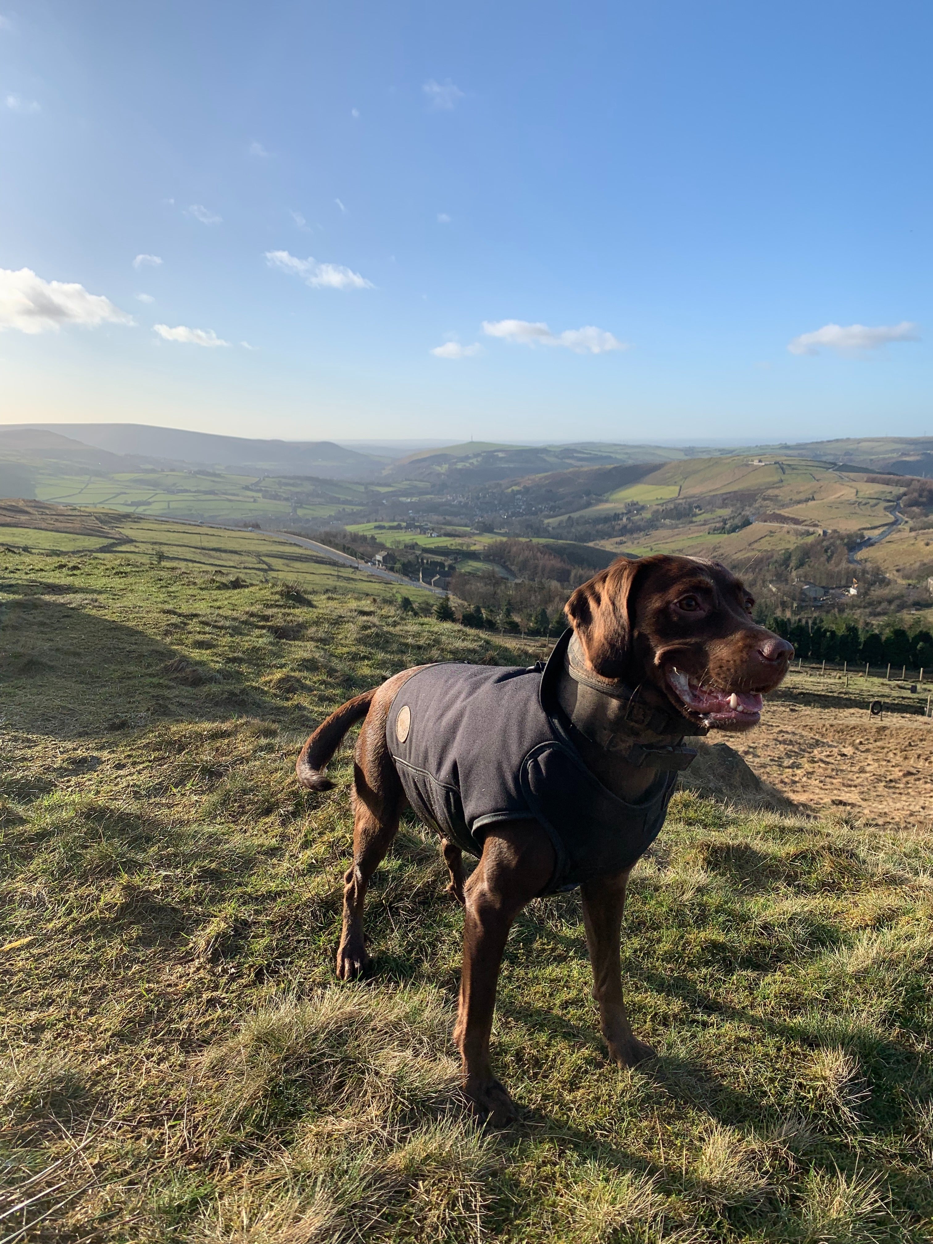 Big dog wearing black protective bite resistant coat