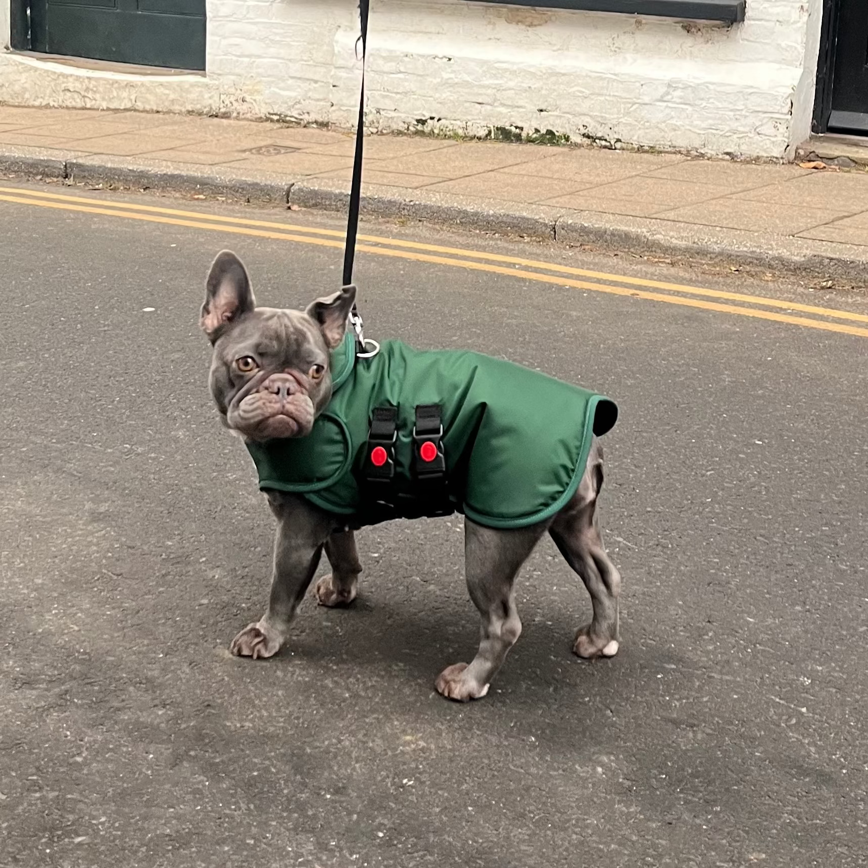 Forest Green Armoured Bite Resistant Dog Coat - MADE TO ORDER