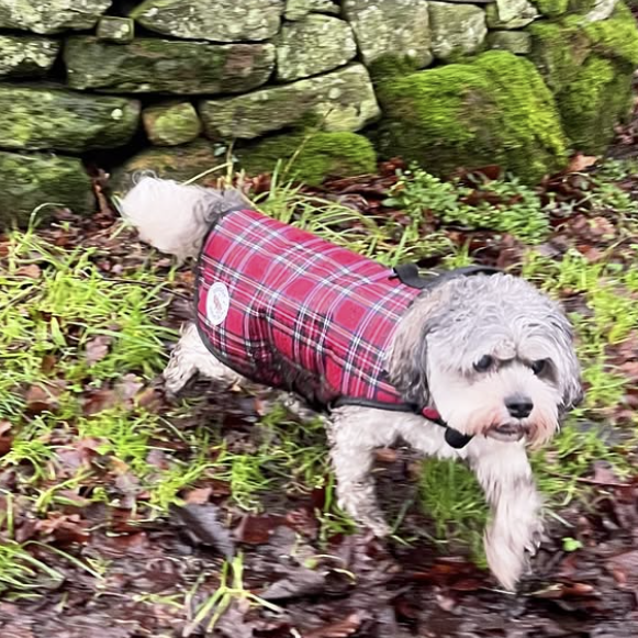 XS Red Tartan - Protective Dog Coat - Armoured Bite Resistant Dog Coat