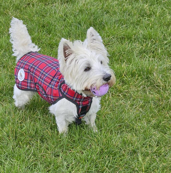 XS Red Tartan - Protective Dog Coat - Armoured Bite Resistant Dog Coat