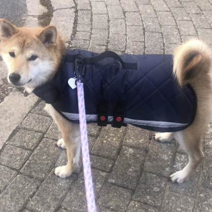 Small - Blue Quilted - Protective Dog Coat - Armoured Bite Resistant Dog Coat