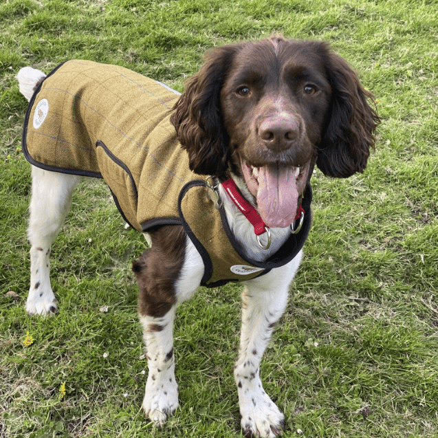 Overcheck Tweed Armoured Bite Resistant Dog Coat - MADE TO ORDER
