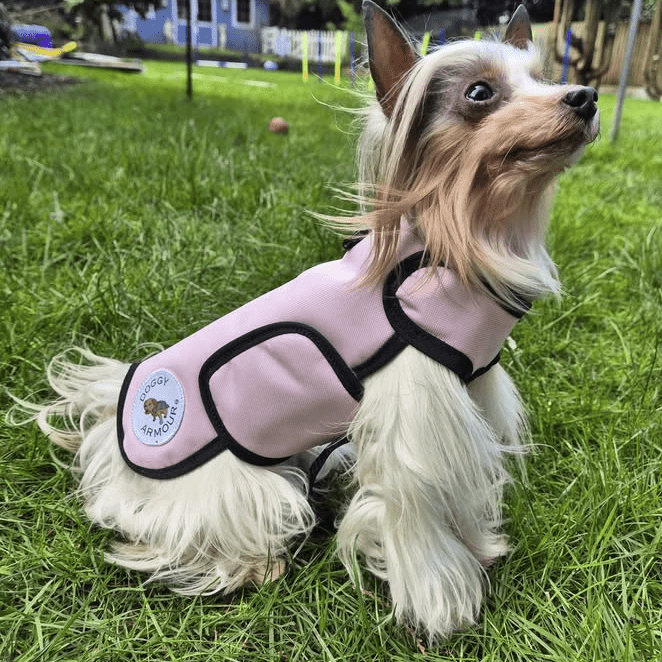 Small dog wearing a pink coat with a patch on grass