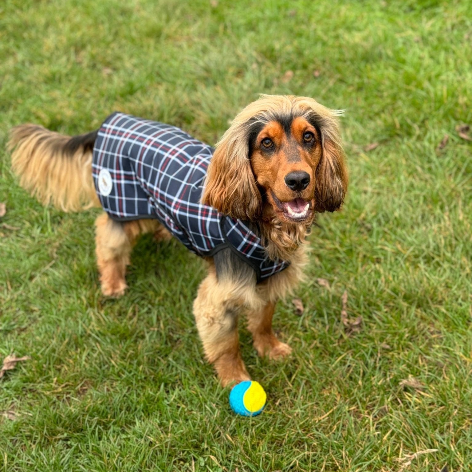 Dog wearing a plaid coat standing on grass with a ball nearby