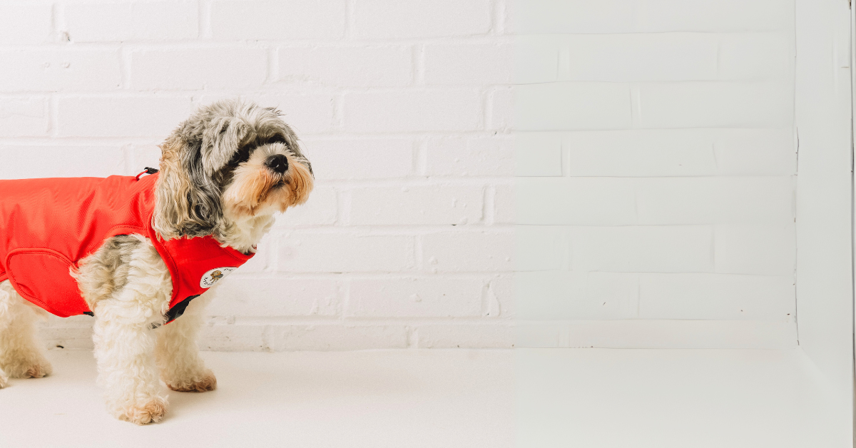 Small dog wearing a red coat standing against a white brick wall.