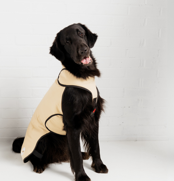 Black dog wearing a beige coat on a white background