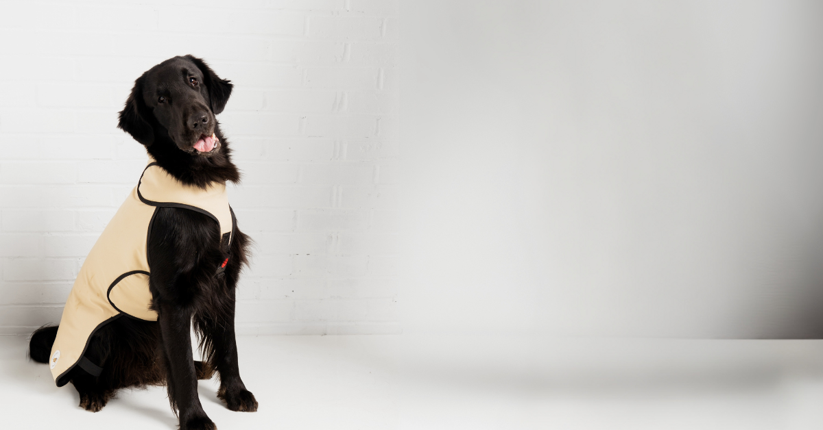 Black dog wearing a beige coat on a white background