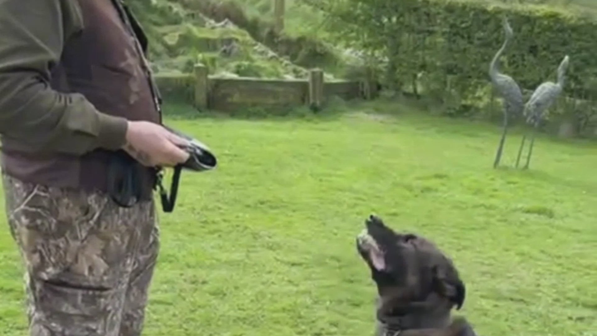 Video of Dog Biting Protective Dog Coat with Expert