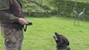 Video of Dog Biting Protective Dog Coat with Expert